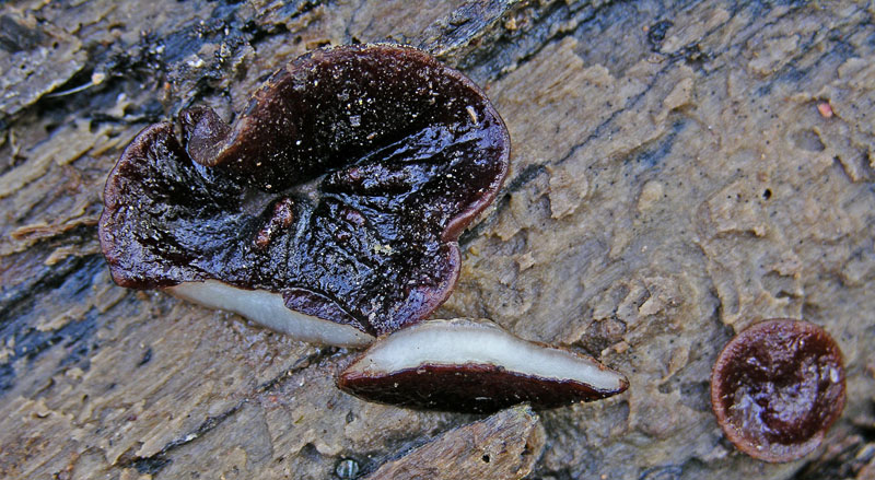 Ritrovamenti marted� 3 aprile.